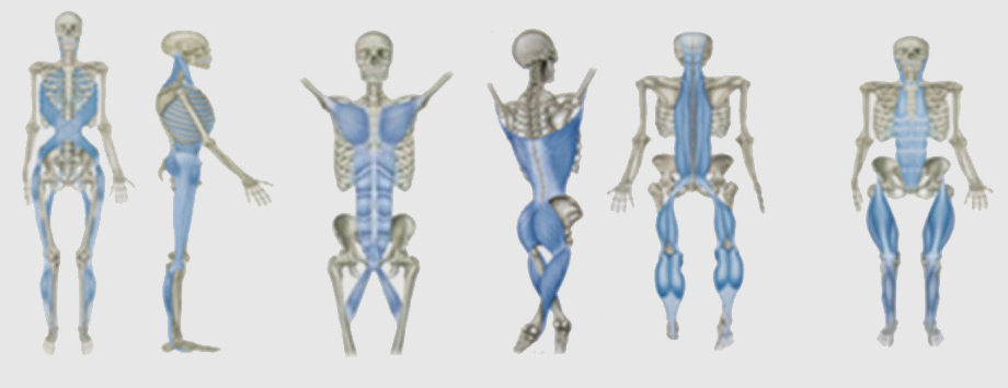 Lines of force control, energy and tissue stress balance