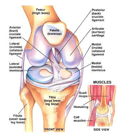 Anterior Cruciate Ligament (ACL) diagram