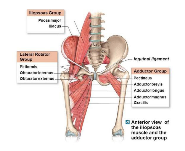 Causes of groin pain