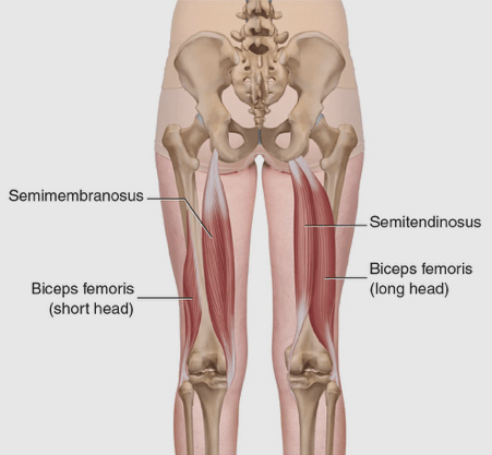 Hamstring Muscle