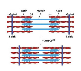 Muscle fibre contraction diagram