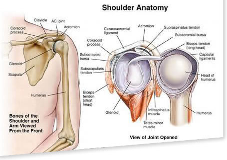 Shoulder anatomy